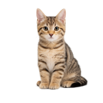 Maine Coon Kitten