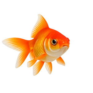 Arowana Fish - Baby